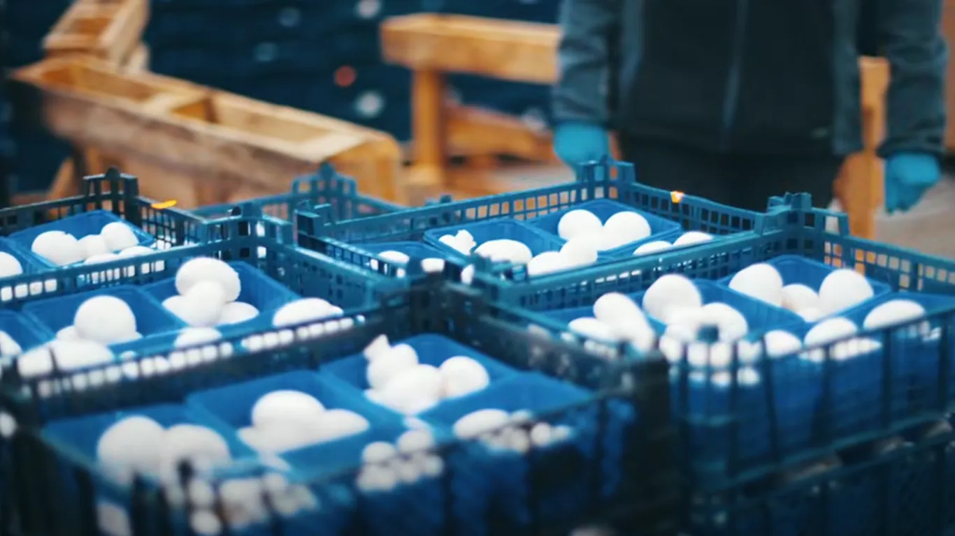 Film Wizerunkowy dla firmy Błońscy — podgląd realizacji